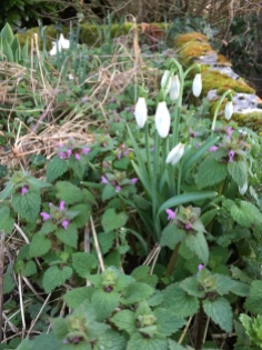The only snowdrops in the garden